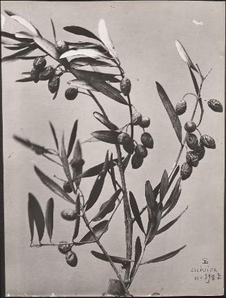 Olive Tree
