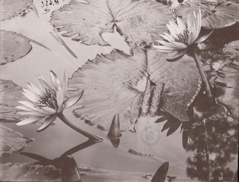 Waterlily