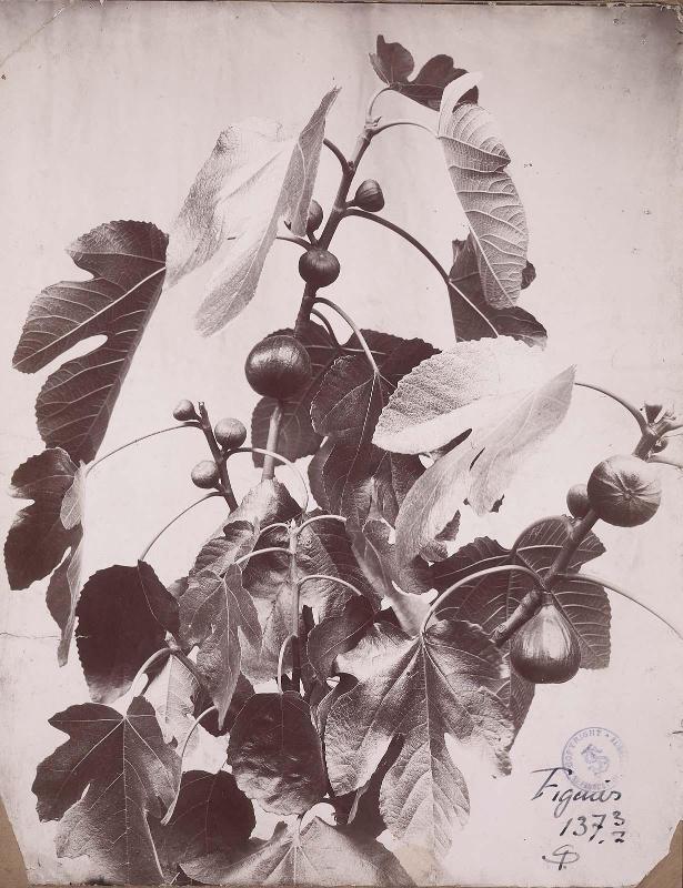 Fig tree