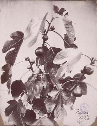 Fig tree