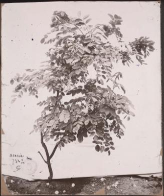 Acacia Tree