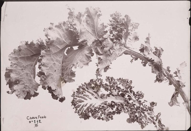 Curly Cabbage