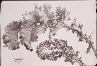 Curly Cabbage