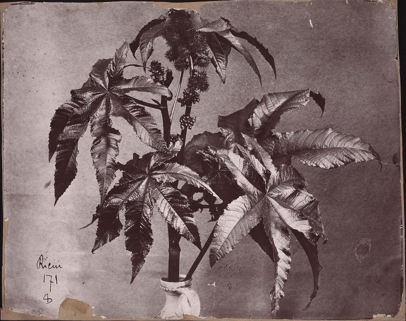 Castor Oil plant