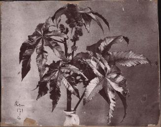 Castor Oil plant