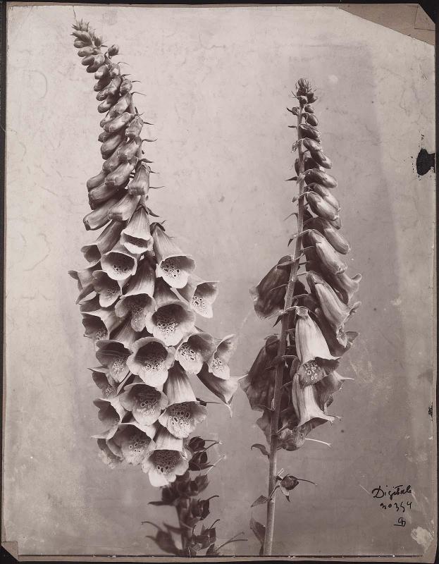 Digitalis, or Foxglove