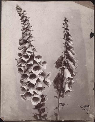 Digitalis, or Foxglove