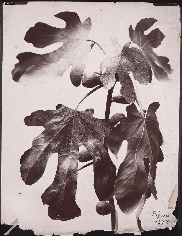 Fig tree