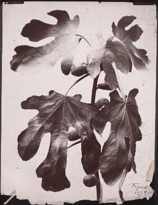 Fig tree