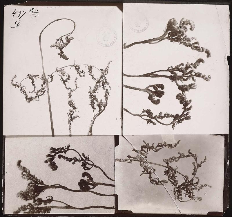 Fern, four studies
