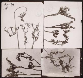 Fern, four studies