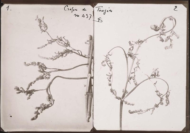 Fern