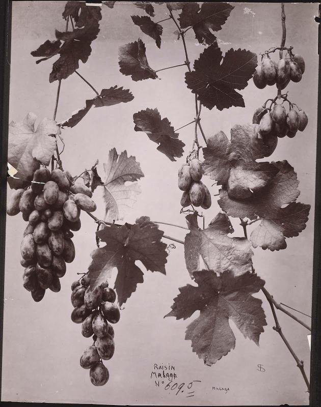 Malaga Grape