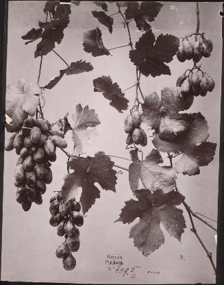 Malaga Grape