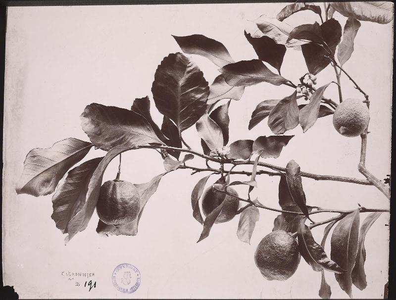 Lemon tree