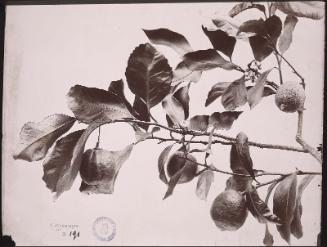 Lemon tree