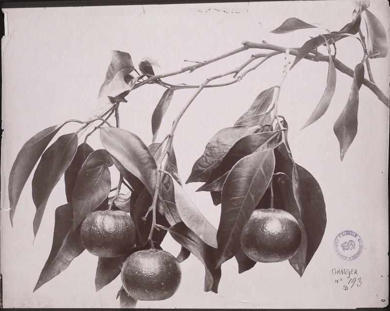 Orange tree