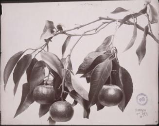 Orange tree