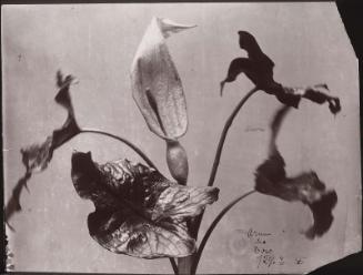 Arum of the woods