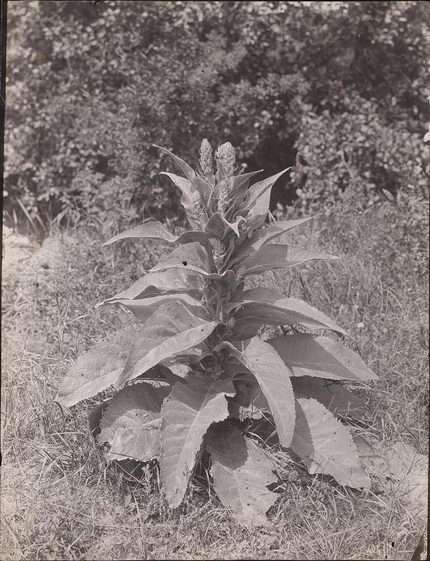 Mullein
