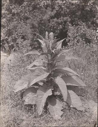 Mullein
