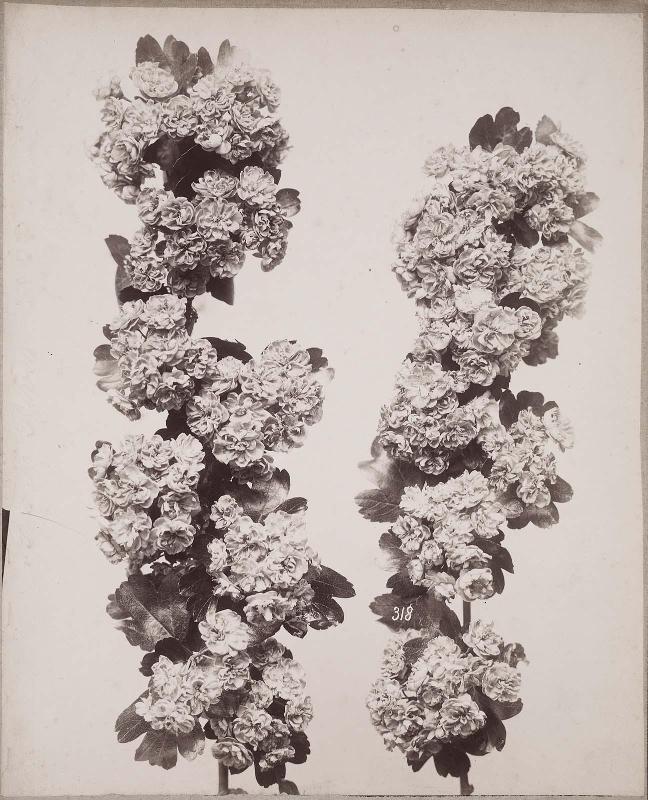 Two stalks of flowering plants
