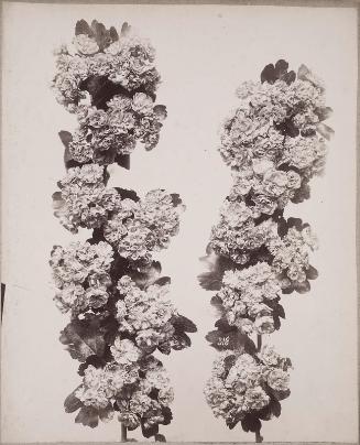 Two stalks of flowering plants