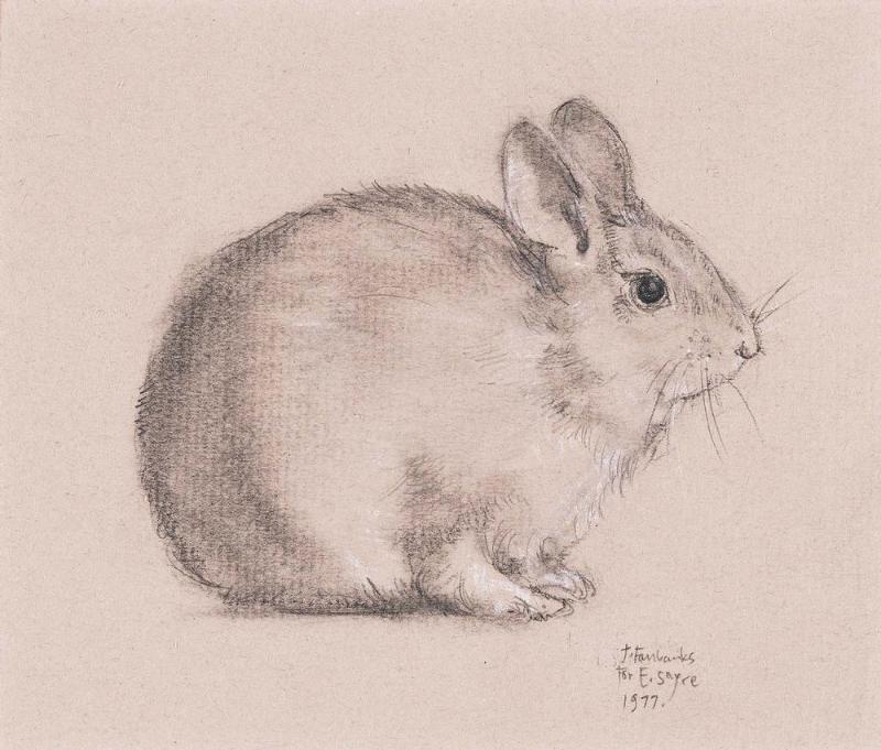 Young Rabbit