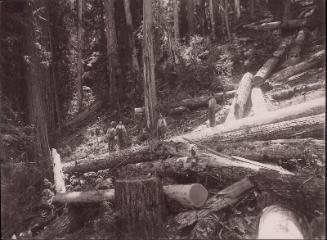 Hauling logs with flexible steel rope