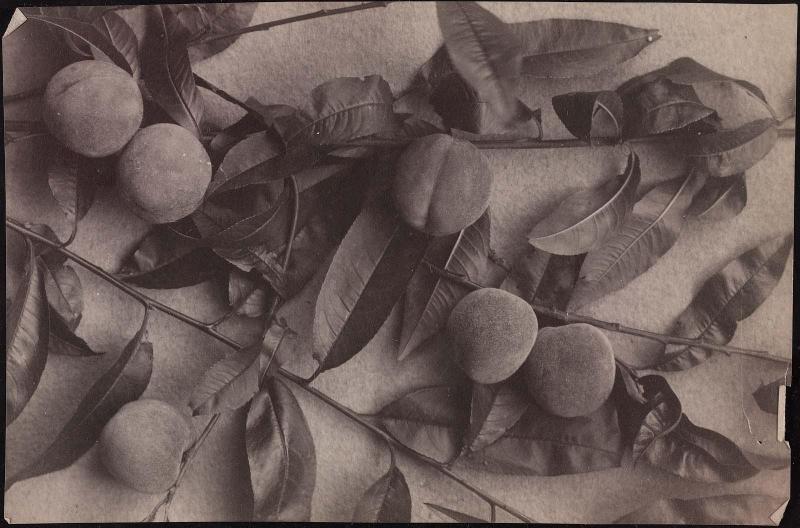 Peach tree