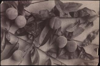 Peach tree