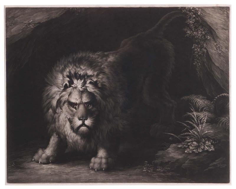 A Lion Coming out of a Cave