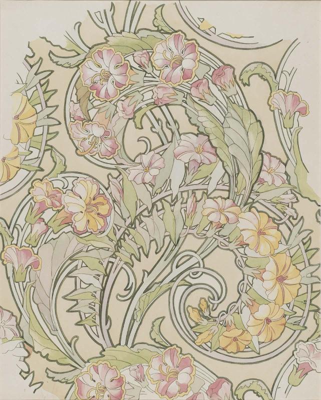 Convolvulus