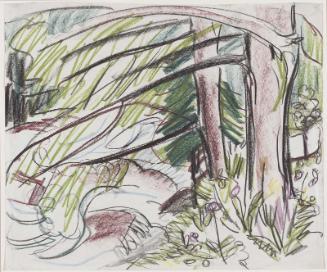 Interior of a Forest