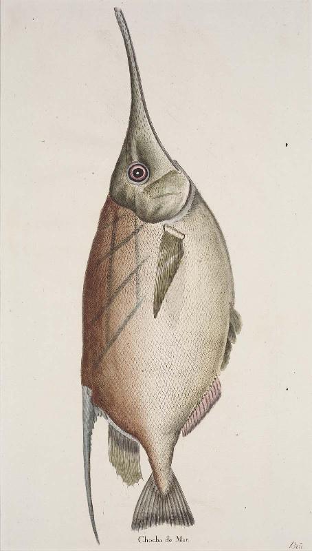 Chocha de Mar (from a series "Peces de los Mares de España")