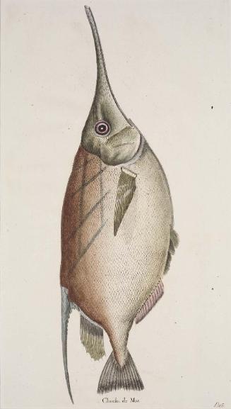 Chocha de Mar (from a series "Peces de los Mares de España")