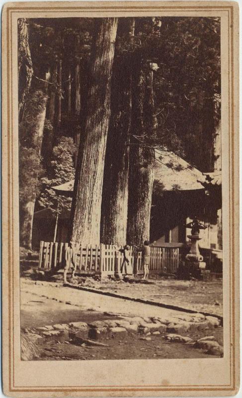 Three Cedar Trees in Nikko