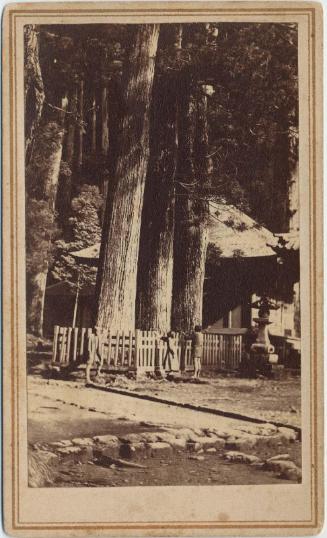 Three Cedar Trees in Nikko