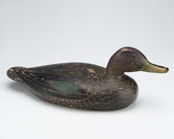 Decoy:  Black Duck (one of a pair)