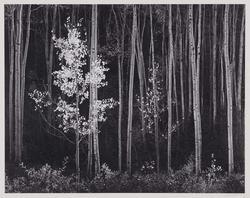 Aspens, New Mexico