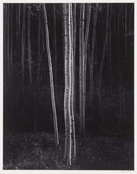 Aspens, Northern New Mexico