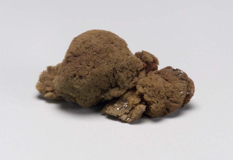 Sponge sent with M. 1605