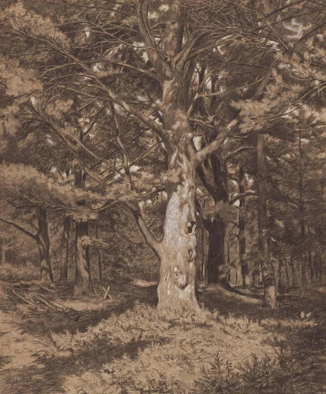 Pine Tree in Forest