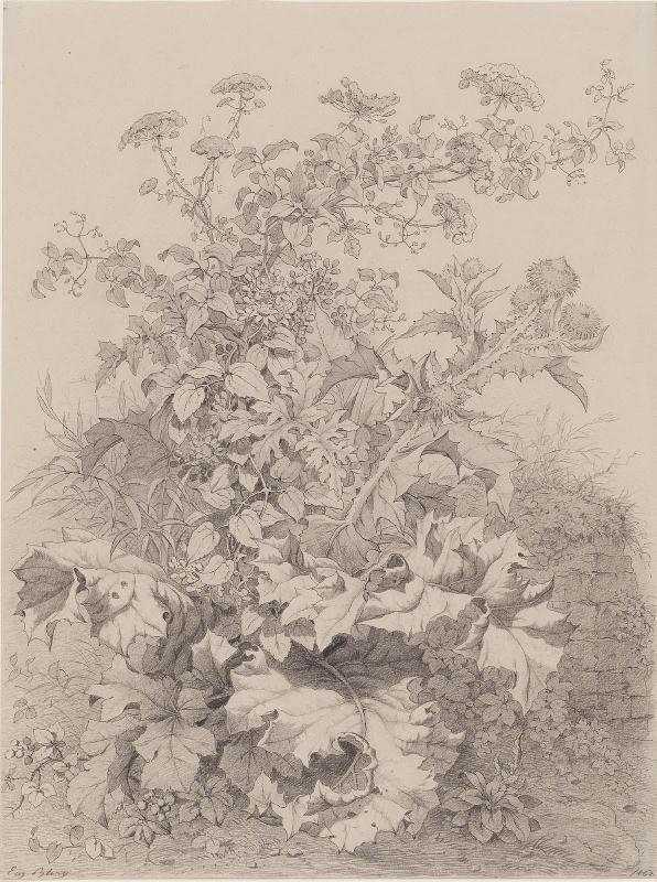 Study of Thistle, Ferula and Clematis