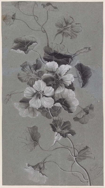 Study of Nasturtiums