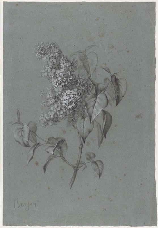Floral Study (Lilacs)