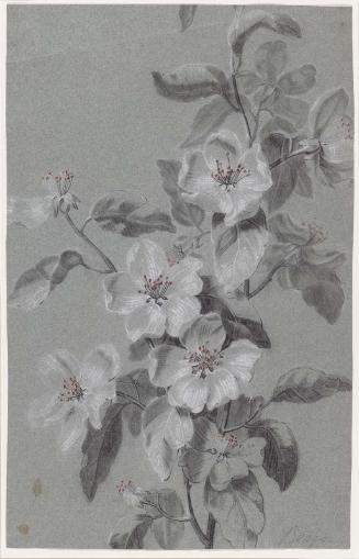 Floral Study