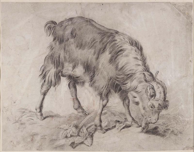 Study of a Goat