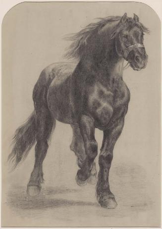 Study of a Horse (The Horse Fair)