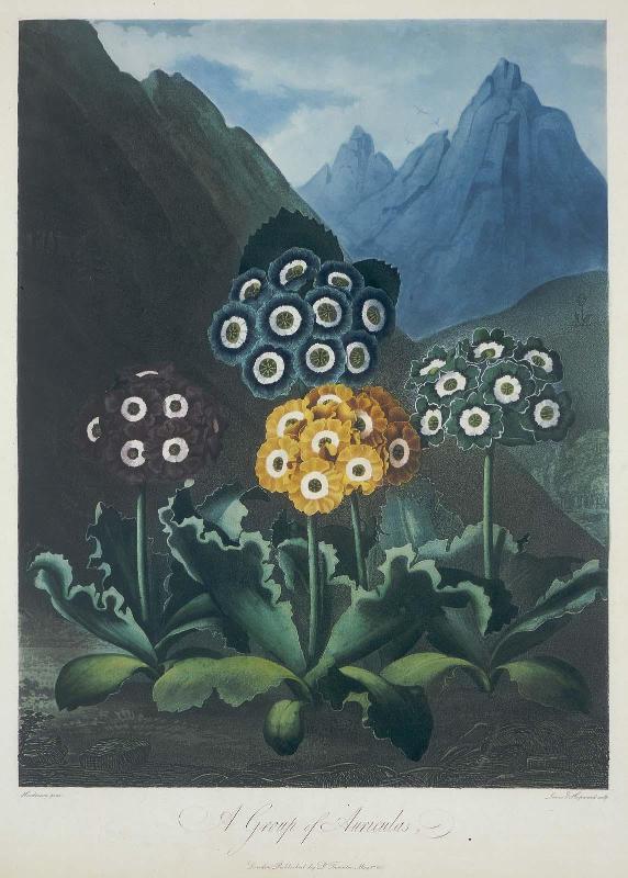 A Group of Auriculas (Pl. 9 from Dr. Robert John Thornton, "The Temple of Flora...", London, 1799–1807)
